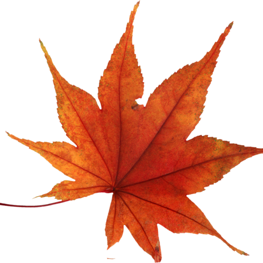 cropped-autumn_leaves_PNG3582-2.png